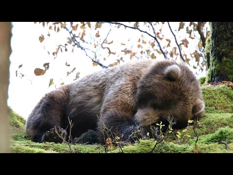 【アラスカの無人島】クマ撮影旅行 / [Uninhabited Island in Alaska] Bear Photography Trip