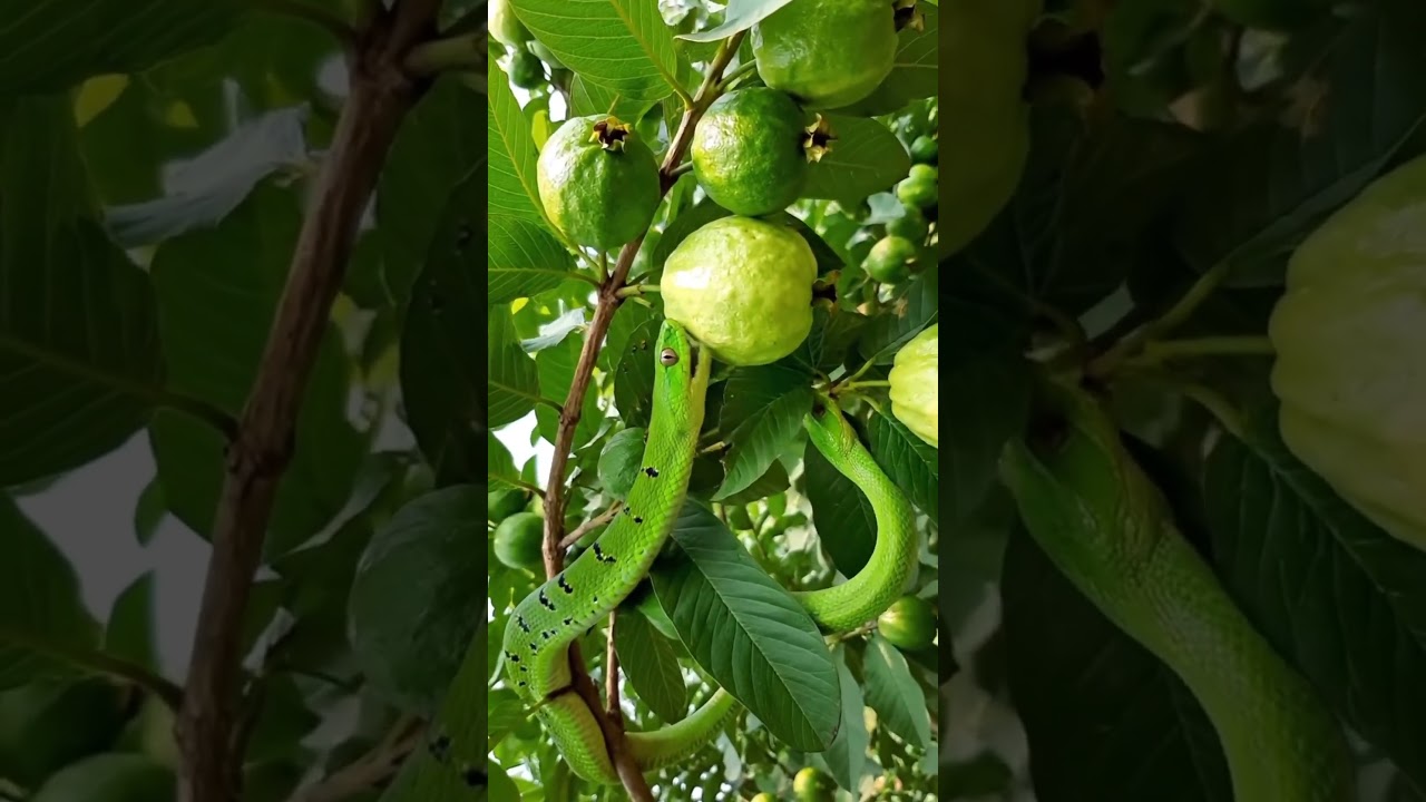 There were lots of guavas on a tree and a snake started chewing and eating them 