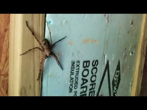 mike vazquez Huge spider in our well house