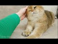 Sweet Boy William 😍 British Shorthair cat | Purring ASMR