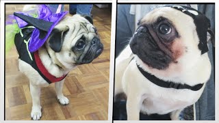PUGOWEEN PARTY | MoreTDM