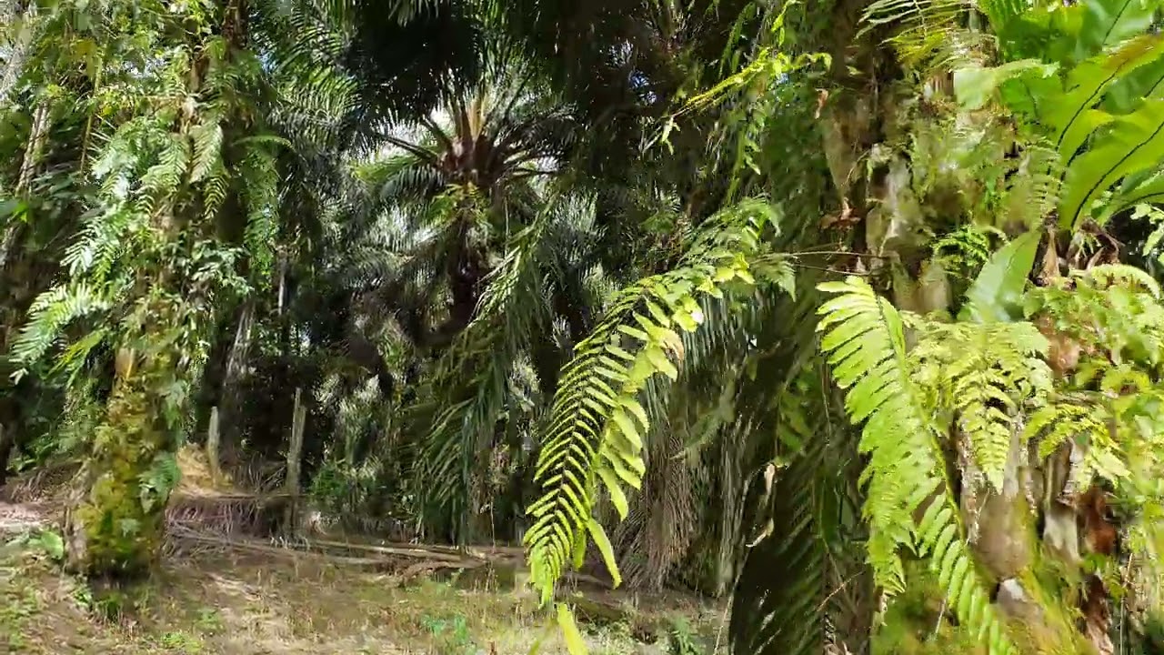 Sawit Marihat  kebun pertama saya yang mulai di panen di tahun 2002 1Ha panen 2.5 Ton