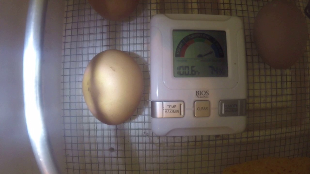 Chick incubator egg moving day 19 YouTube