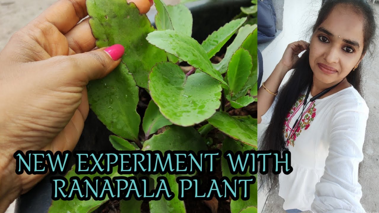 New experiment with ranapala plant YouTube