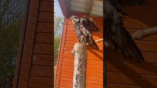 Head Supervisor! #baldeagle #baldeagles #eagle #birds #birdofprey