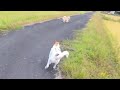 ノーリードの犬が襲ってきたが、うちの愛犬のほうが強くて追い返した