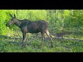 Trail Camera Video – June 28, 2022