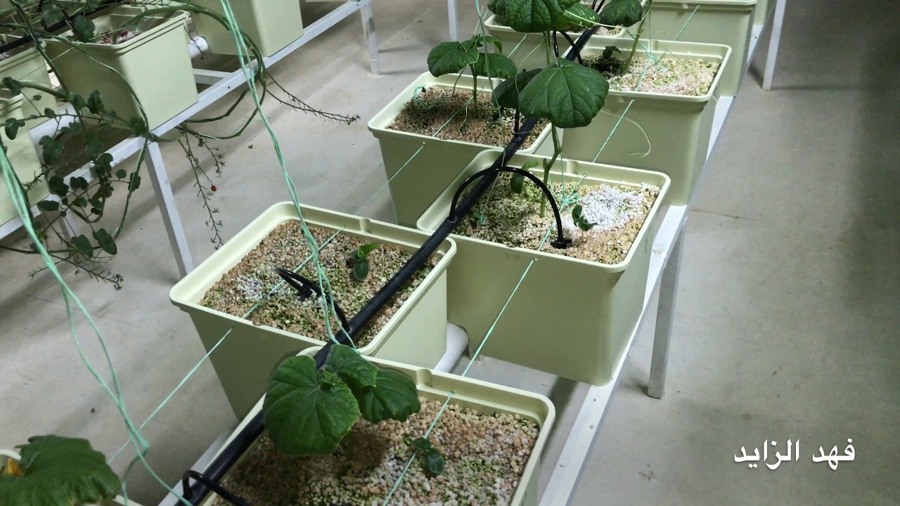 طريقة زراعة البذور الى الحصاد #الزراعة_المائية.