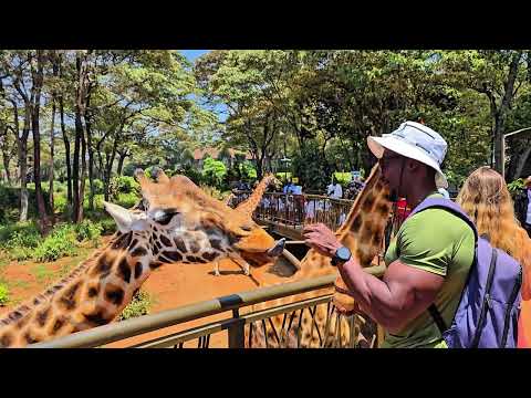 Feeding Giraffes at the Giraffe Center in Kenya 🇰🇪