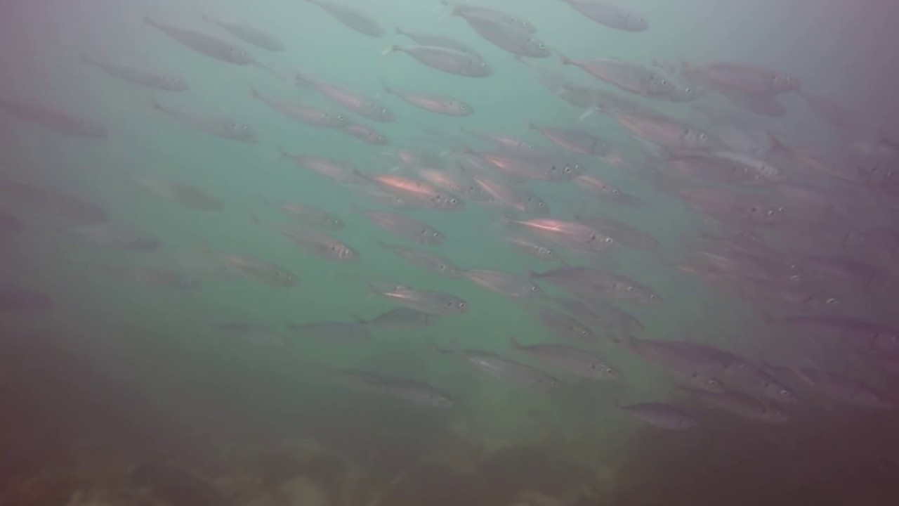 Jureles (Trachurus murphyi) en Buceo Isla Santa María Antofagasta - Chile