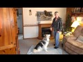 DOG TRAINED IN SIGN LANGUAGE (march video)