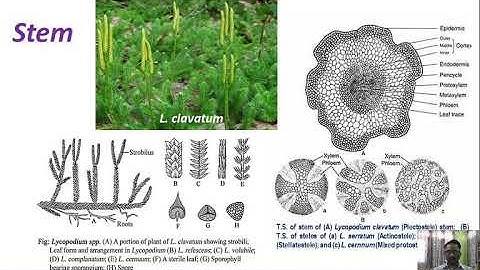 Lycopodium: Morphology and Anatomy