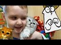 VLOG. Шотландский вислоухий котенок. Подарок Тимуру. Играем с котиком-)