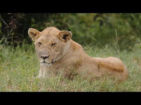 kenya safari africa - ספארי מסאי מארה קניה אפריקה