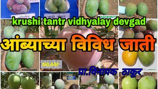 कोकणात होणाऱ्या आंब्याच्या विविध जातींची ओळख Mango varieties and vecognition