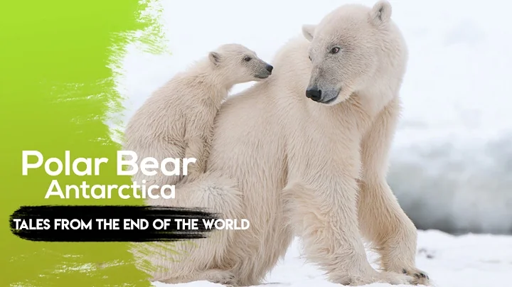 Antarctica Tales from the End of the World | Animal Geo Graphic