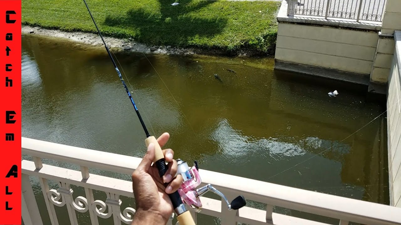 pikelets MASSIVE SCHOOL OF CANAL WHALES! on 2lb test, and spinnerbait bass