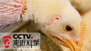 《走近科学》解决抗生素滥用问题 小菌株大作为（下） 20180320 | CCTV走近科学官方频道