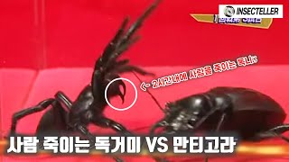 2시간내에 사람을 죽일수있는 독거미 VS 괴물 딱정벌레 만티고라! [충황제 POISON 토너먼트 1차전]