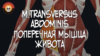 Поперечная мышца живота (m.transversus abdominis) 3D Анатомия