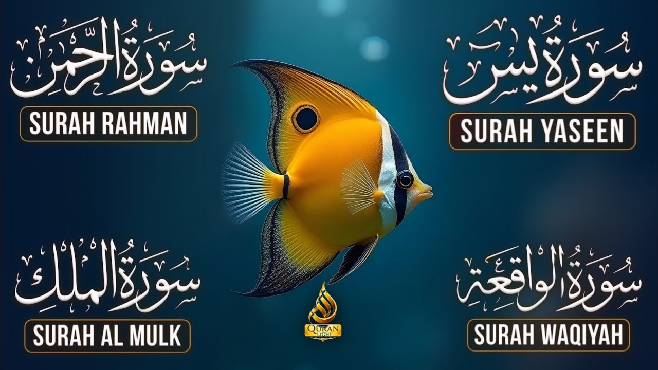 Surah Yasin | Surah Rahman | Surah Waqia | Surah Mulk | Full HD | Quran Hour | Alaa Aqel