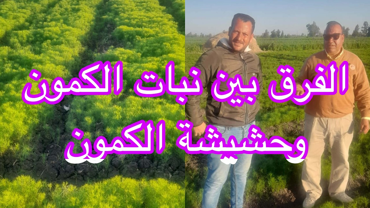 الفرق بين نبات الكمون وحشيشة الكمون أو الكمون الدكر
