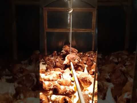 несушки как бизнес/куры