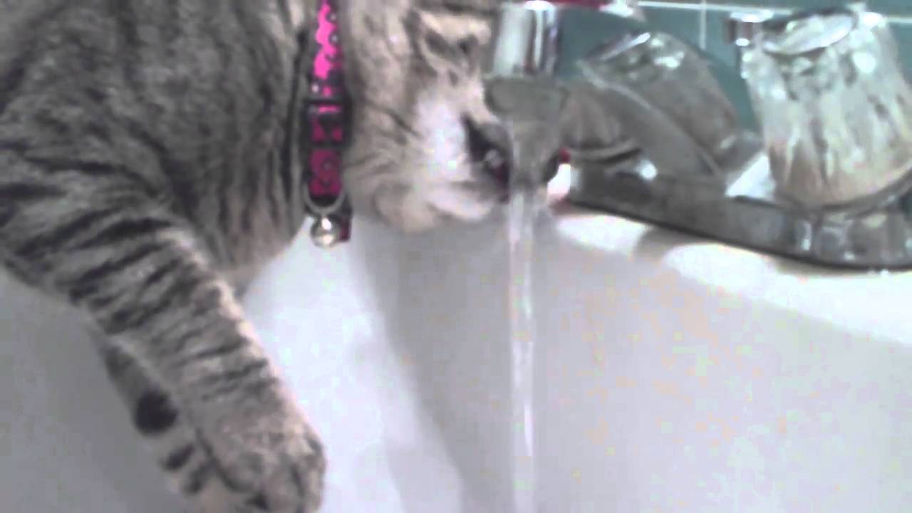 CAT THAT LIKES WATER?? YouTube