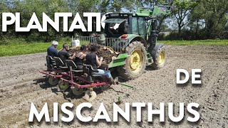 Plantation de MISCANTHUS 🌱