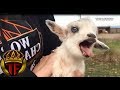 Videos Para Morirse De La Risa (Cabras) | Funny Videos Fails Compilation