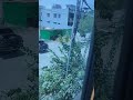 viral cow short