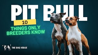 10 Things Only American Pit Bull Terrier Breeders Know | Insider Insights Revealed.