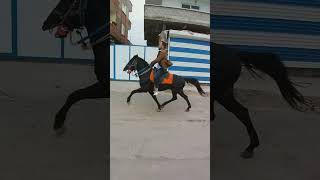 Rahvan at yürüyüş