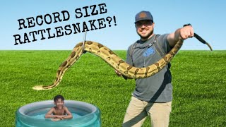 MASSIVE RATTLESNAKE FOUND IN KIDS TOY!