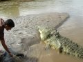 Tyson: Costa Rica's Oldest and Largest Croc