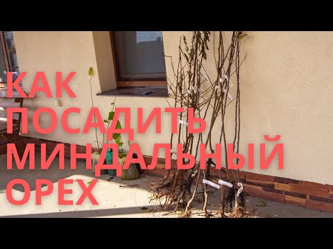 Как посадить саженцы сладкого миндаля. Посадка миндального ореха весной