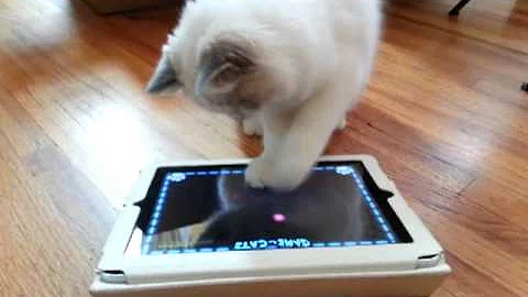 Video 1106761: lynx cat, blue lynx bicolor, lynx playing, cat playing game, cat old
