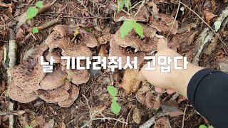 9월18일 능이버섯 산행 이제는 낮은지대 공약 역시 주인은 따로있군 [모두 안전산행요~~]