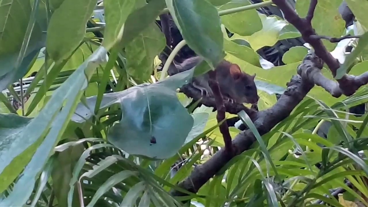 Watching the animal eating figs YouTube