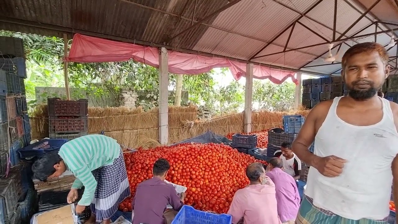 দিনাজপুর গাবুরা বাজারের #Red Apple #Bayer Seminis Brand #আনসাল টমেটো , 2025