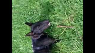 Mini Bullterrier Tyson