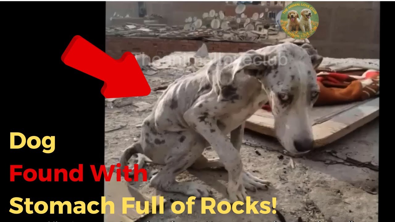 How Can Someone Be So Cruel Dog Found With Stomach Full of Rocks YouTube