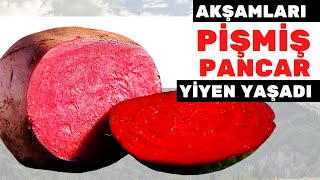 Pişirilmiş Kırmızı Pancar Vücudunuza Bunları Yapıyor Kırmızı Pancarın Zararları Nelerdir?