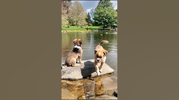 Adorable Puppies Cute Moment Video #puppy #cute #pets #funny #dog #viral #shorts