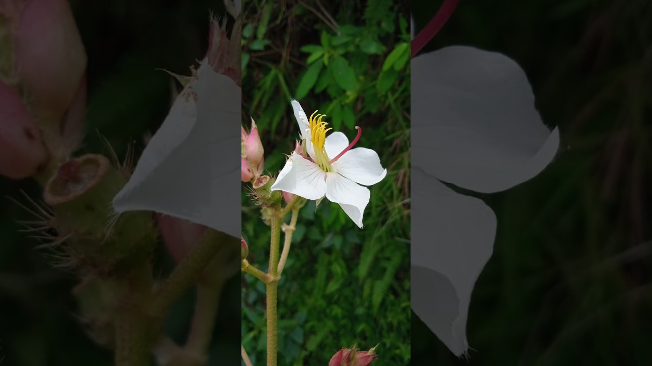 Garden in the Himalayas