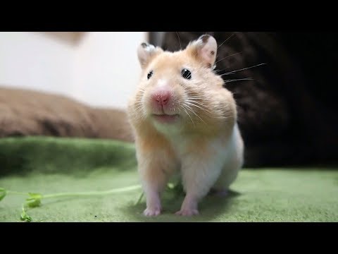 slyness!-funny-hamster-face-to-freeze-is-too-cute!【funny-&-cute-hamster-make-your-feel-at-ease】