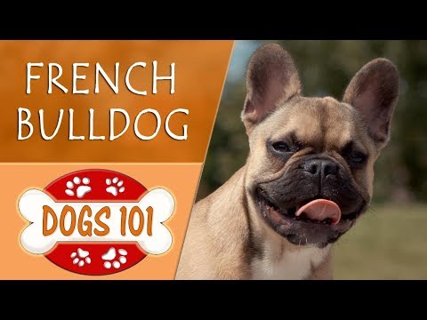 Dogs 101 - FRENCH BULLDOG - Top Dog 