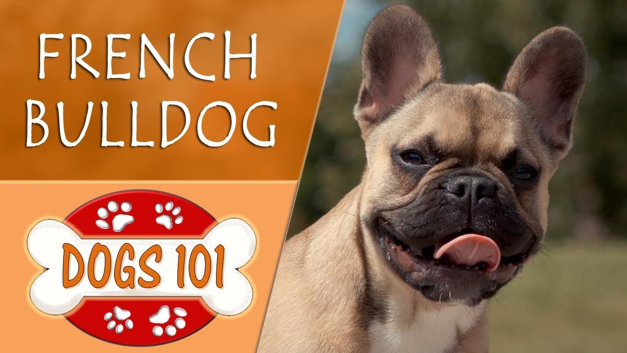 french bulldog puppy 101
