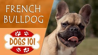 Dogs 101  FRENCH BULLDOG  Top Dog Facts About the FRENCH BULLDOG