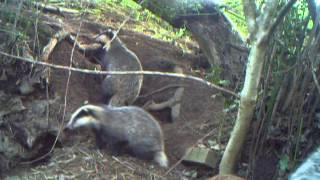Wild Scottish Badgers: large family again. by Chris Sydes 202 views 11 years ago 31 seconds